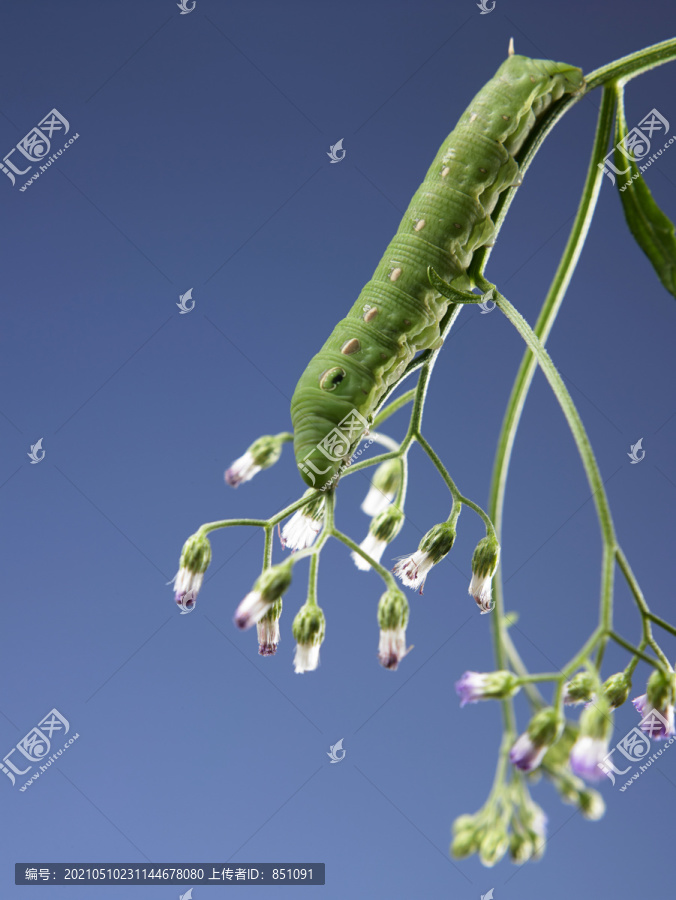 寻找食物的绿毛虫