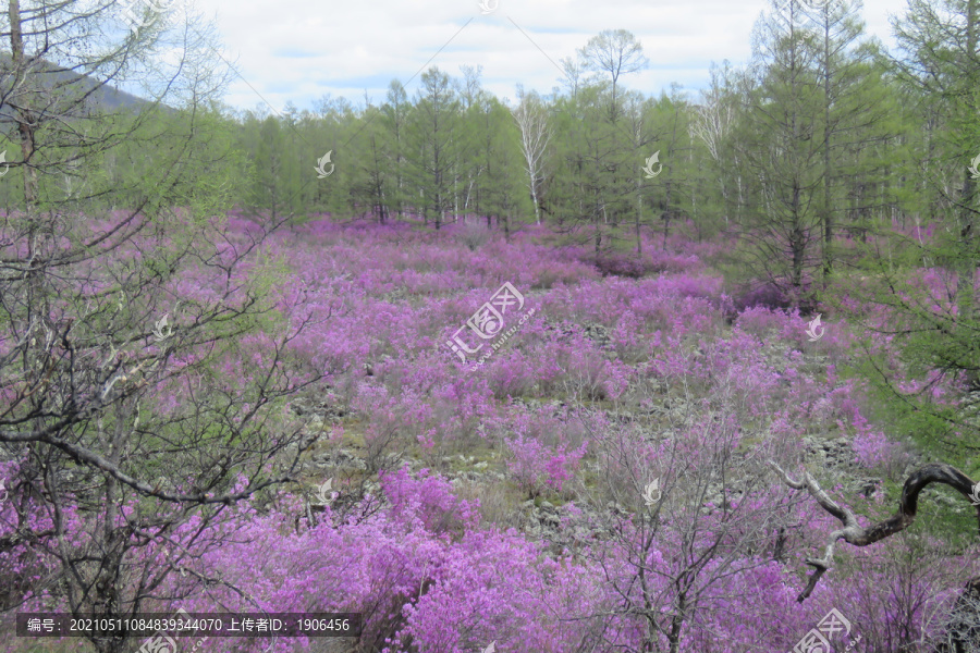 熔岩杜鹃花海