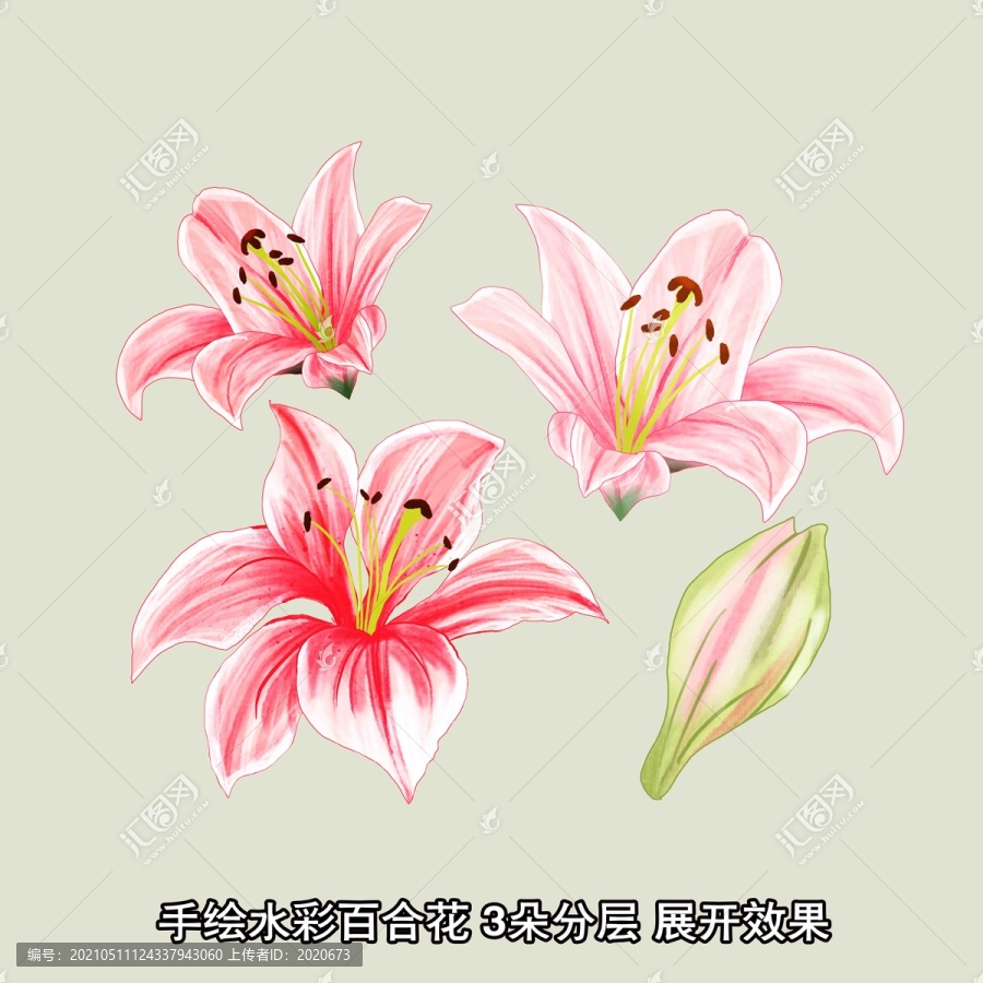 水彩百合花