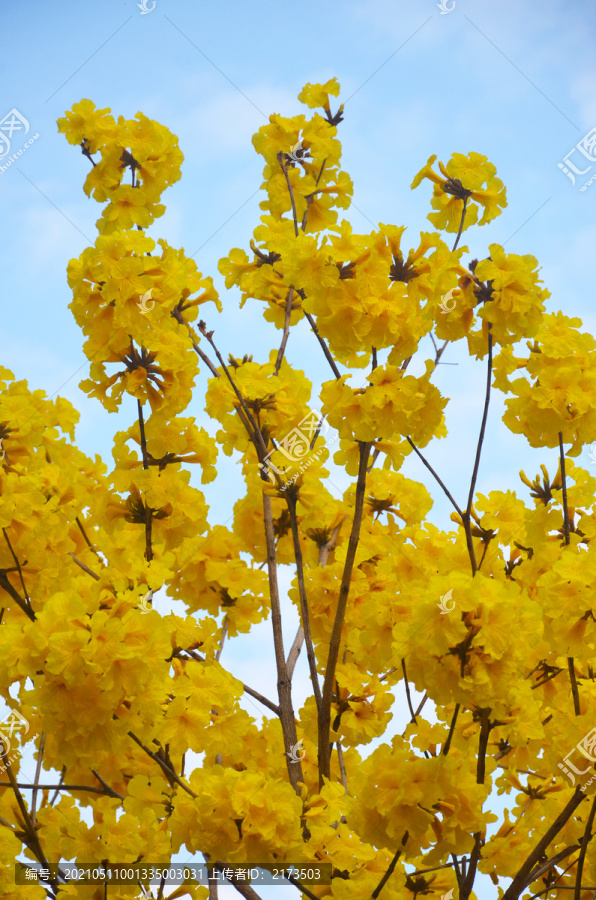 春暖花开