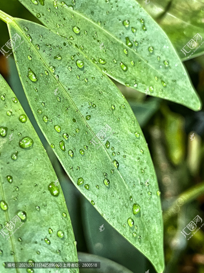 挂着露珠的叶子