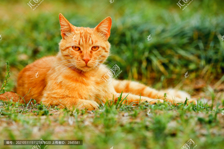公园里的流浪猫橘猫