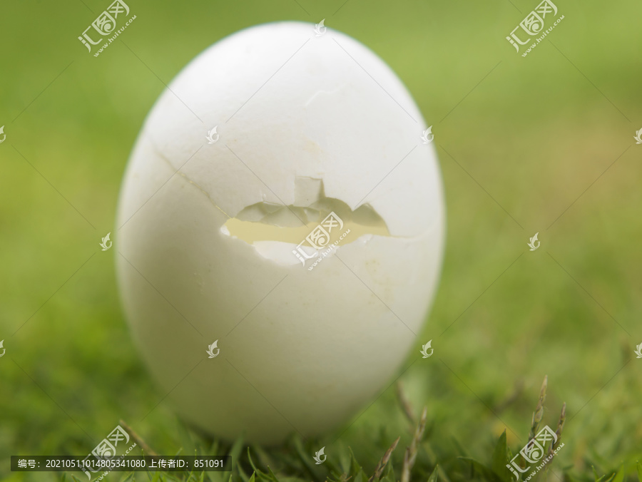 鸡蛋在草地上裂开了