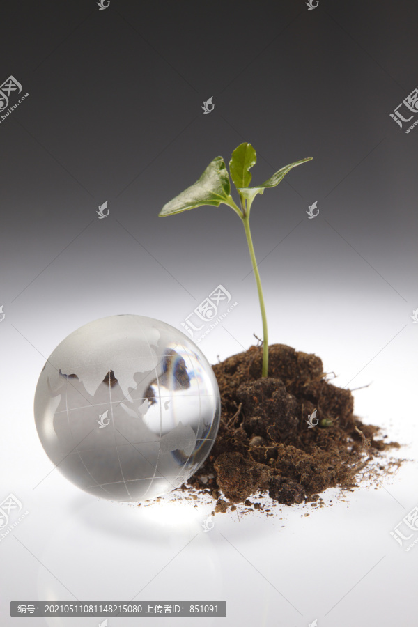 玻璃球和一株年轻的植物