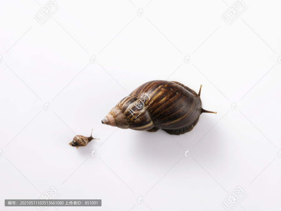 小蜗牛跟着大蜗牛