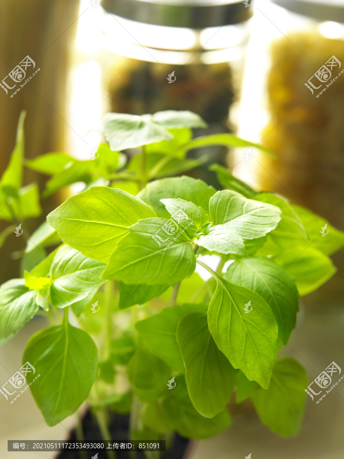 草本植物