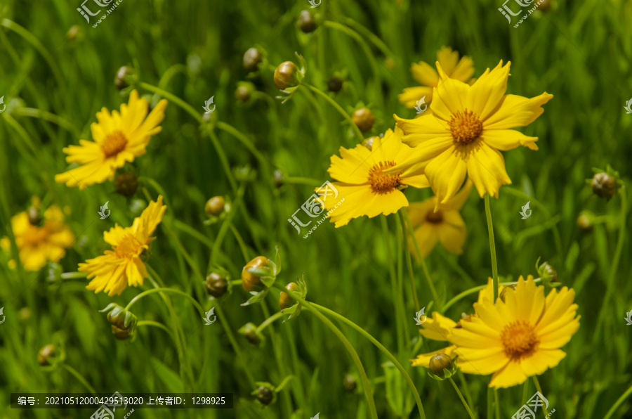 唯美金鸡菊