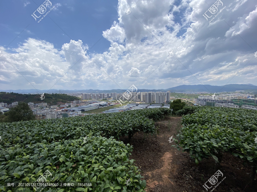 普洱茶