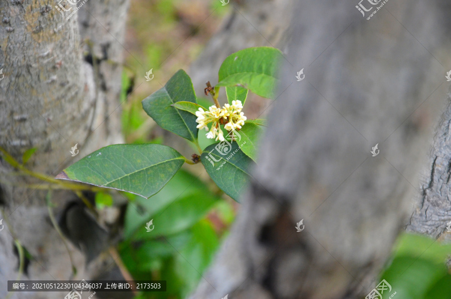 桂花树