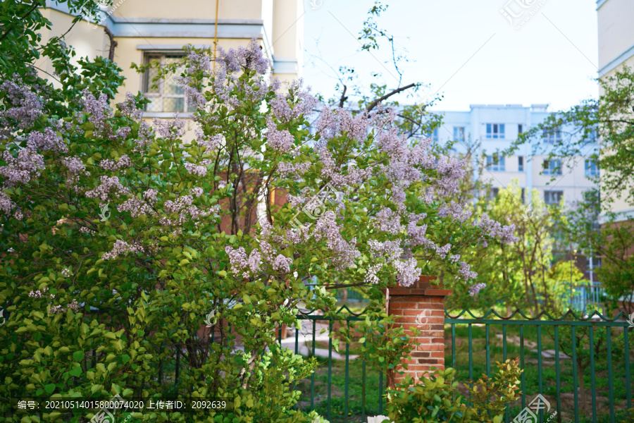 丁香花