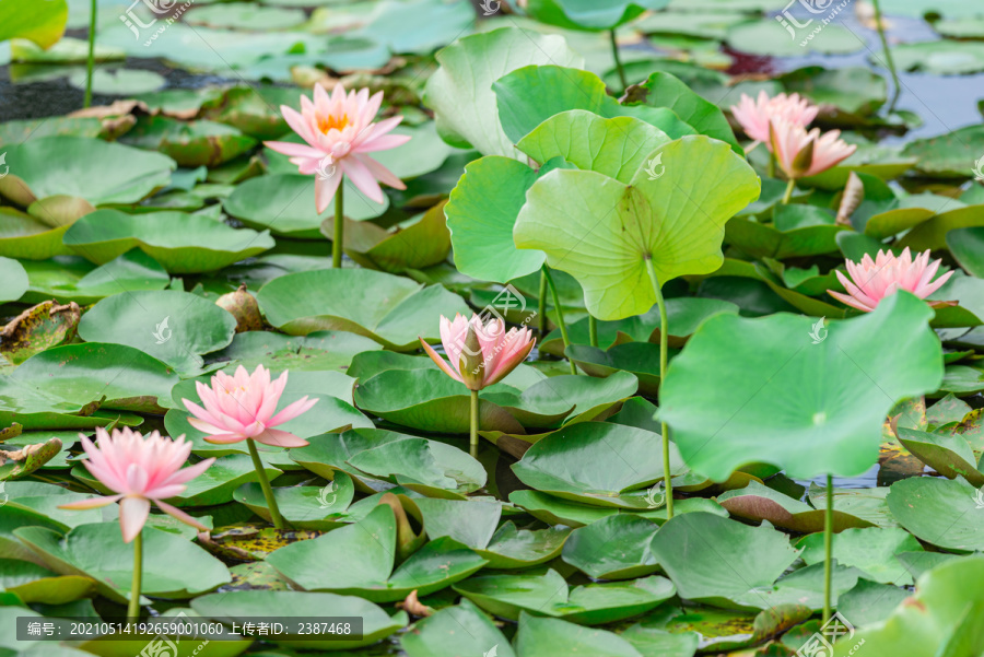 南沙东涌公园内种植的睡莲花绽放