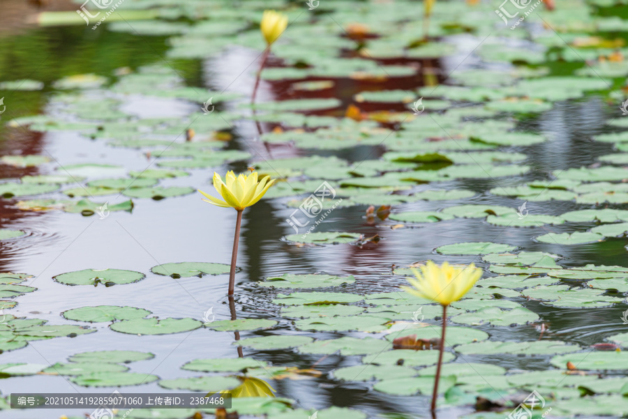 夏日池塘的黄色睡莲花海