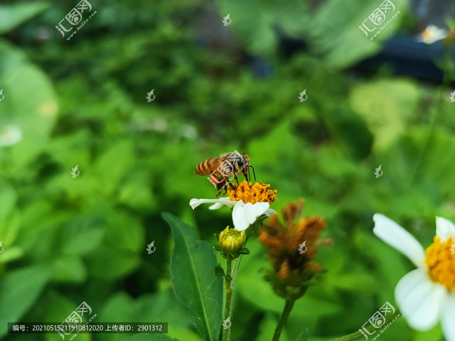 蜜蜂采蜜特写