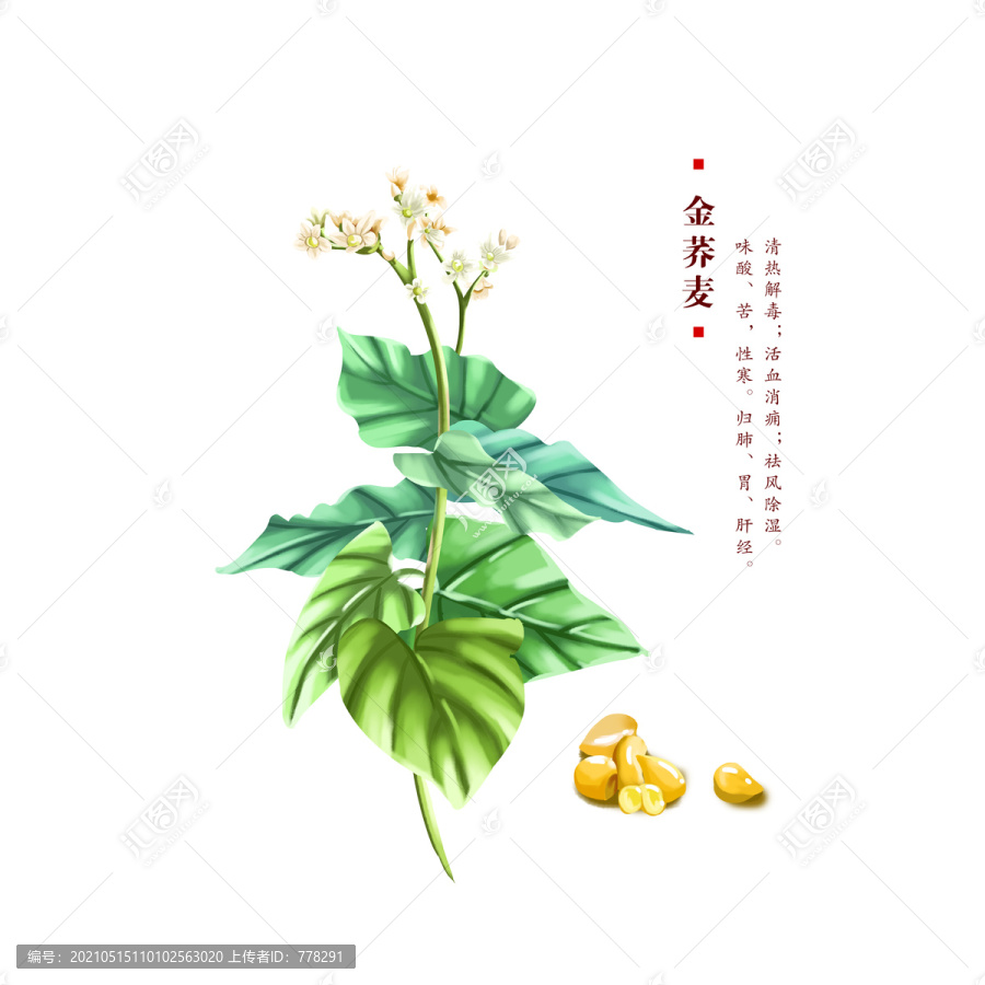 金荞麦