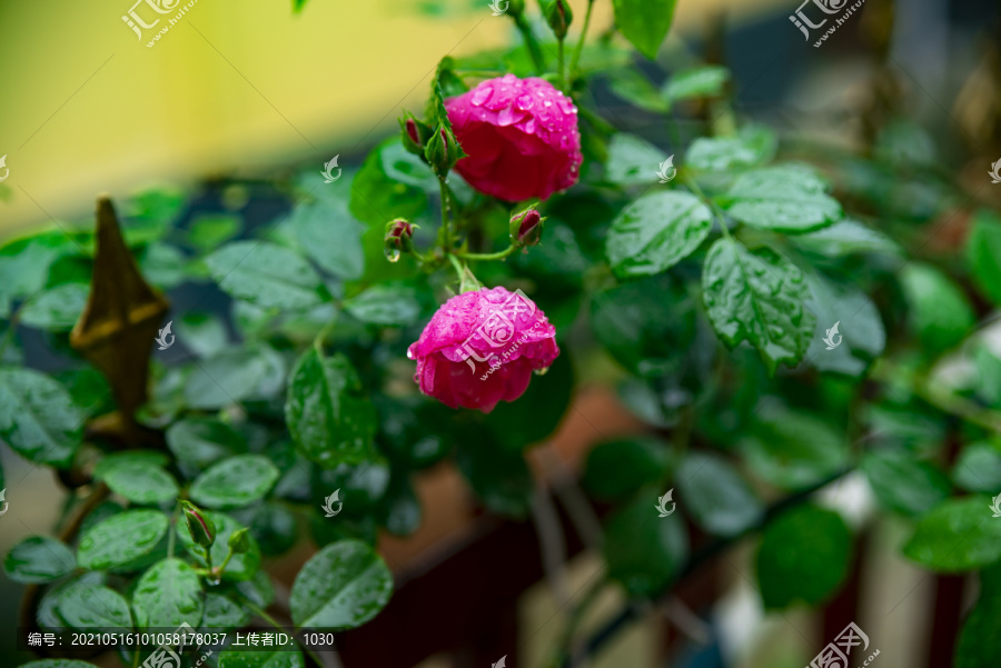 蔷薇花背景图片