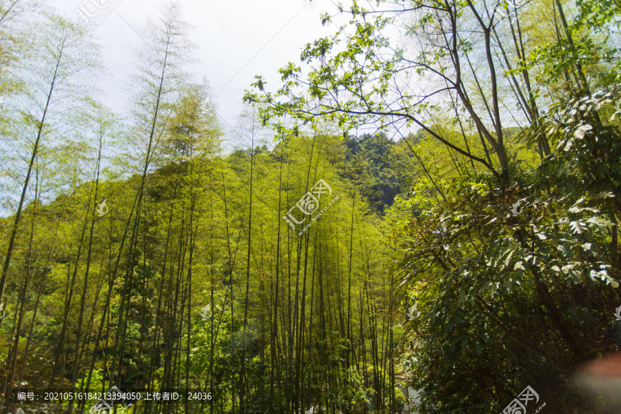 梵净山竹林风光