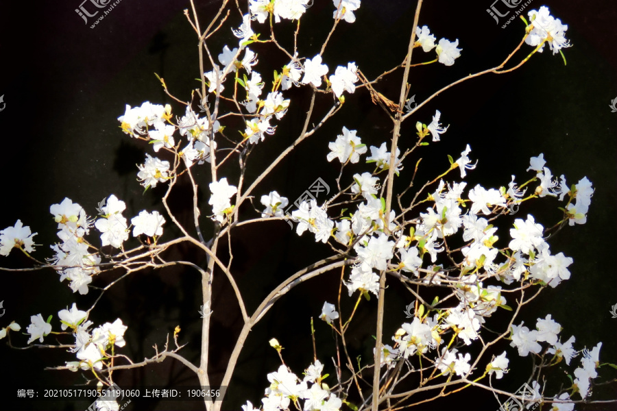 白杜鹃花