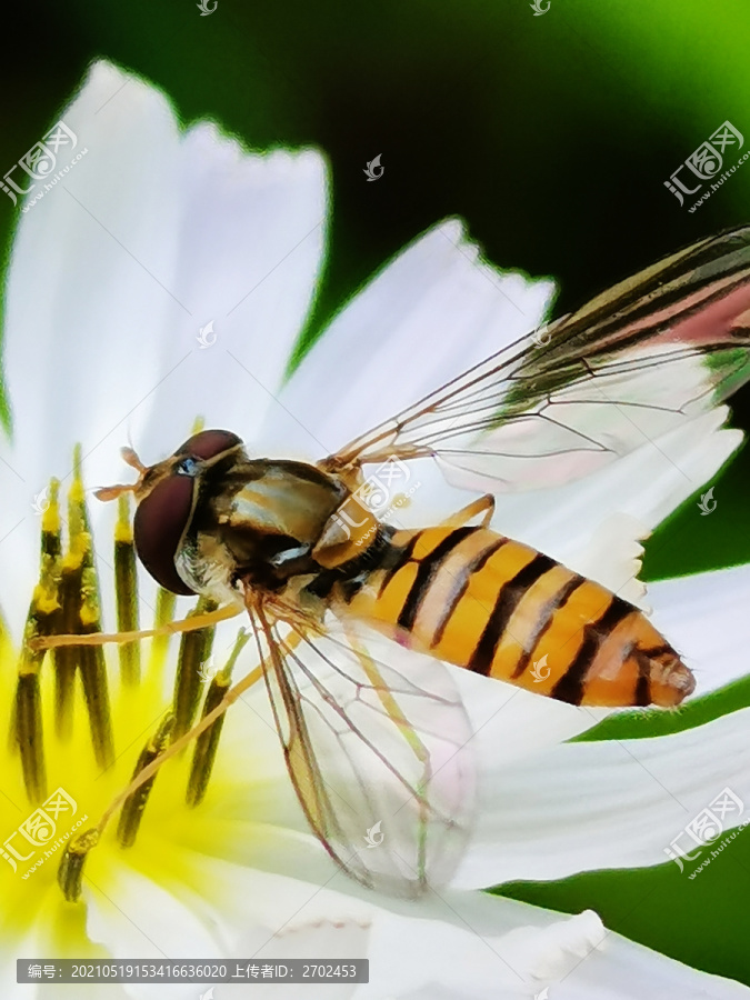 蜜蜂