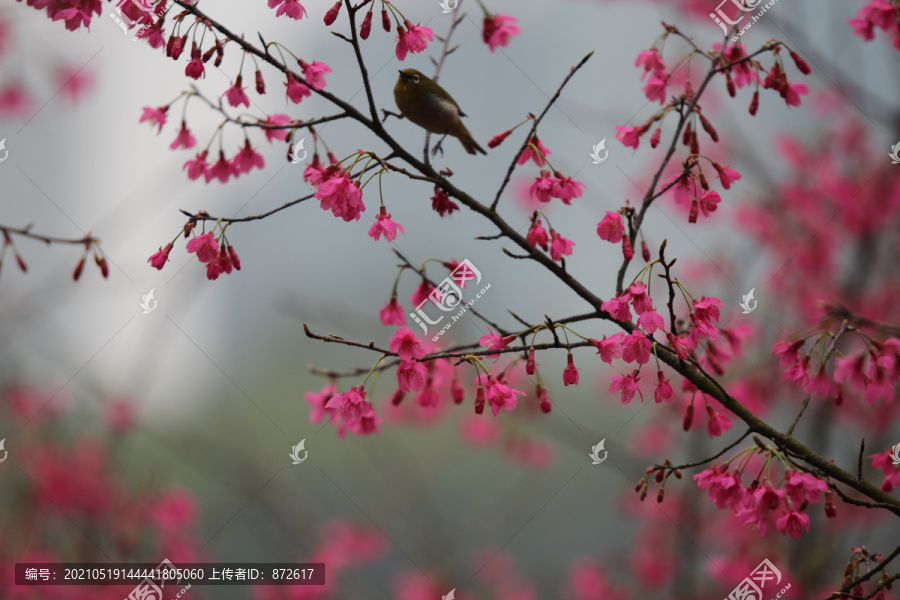 樱花