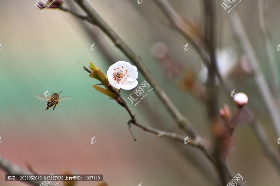 樱花