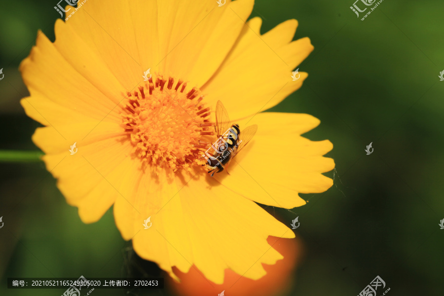 蜜蜂