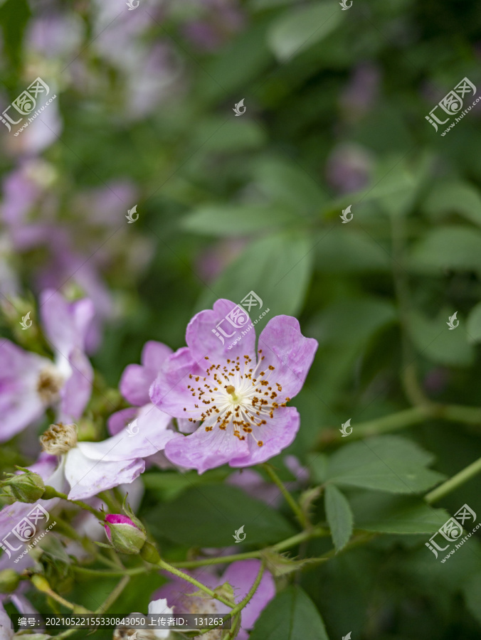 粉色野蔷薇