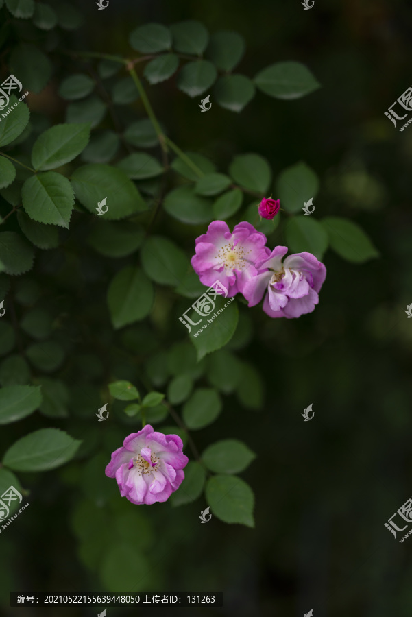 暗色调粉色蔷薇花