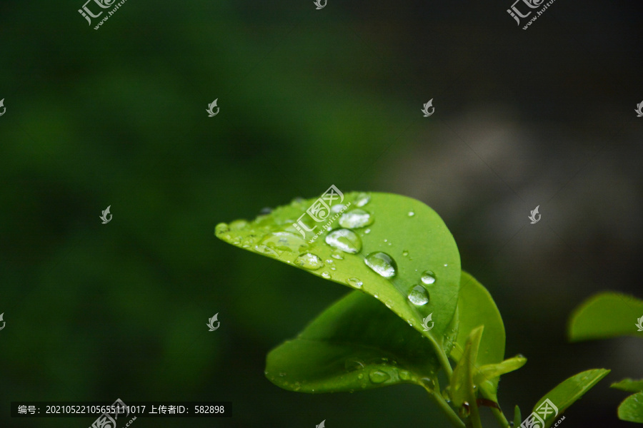 绿叶上的雨珠