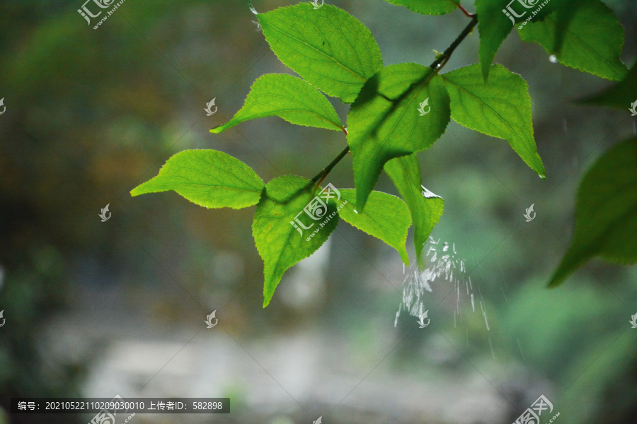 雨打绿叶