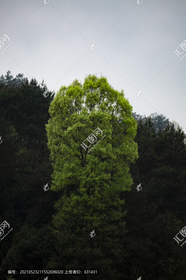山中绿色树木