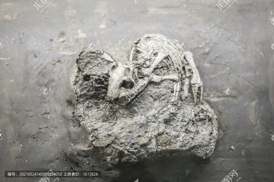 鹦鹉嘴龙幼体骨架化石