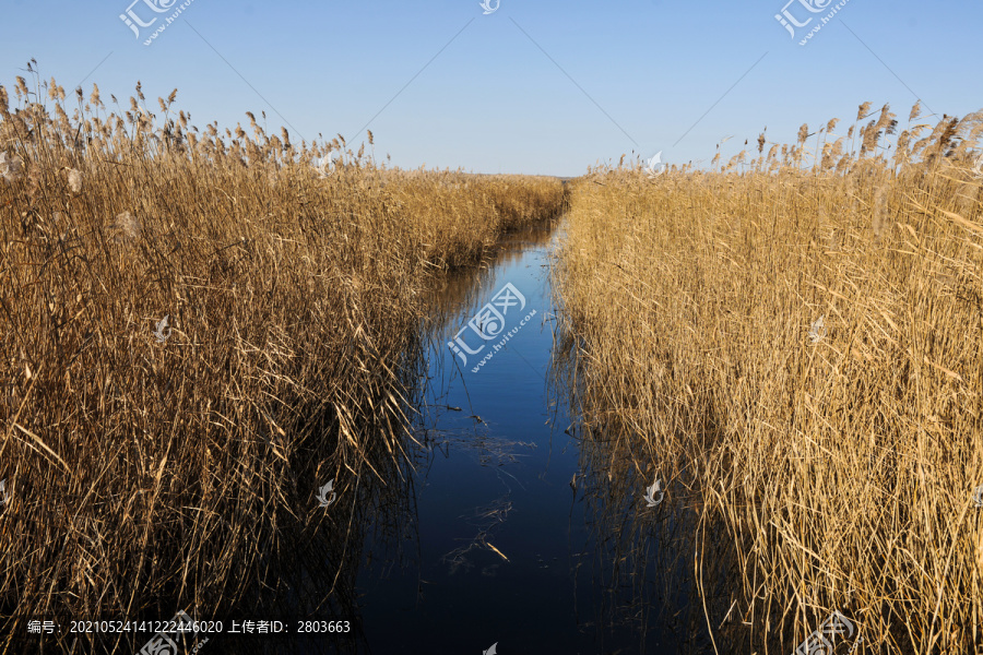 芦苇湿地水景