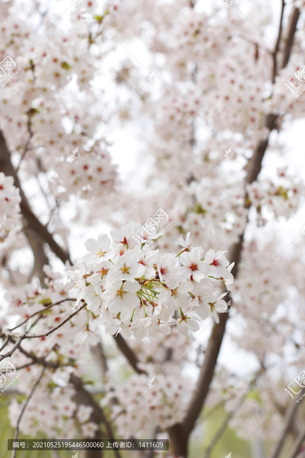 北京玉渊潭公园樱花节