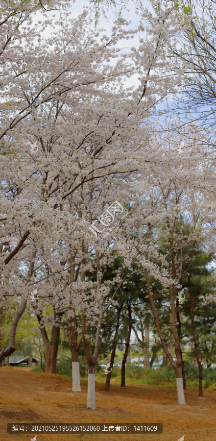 北京玉渊潭公园樱花节