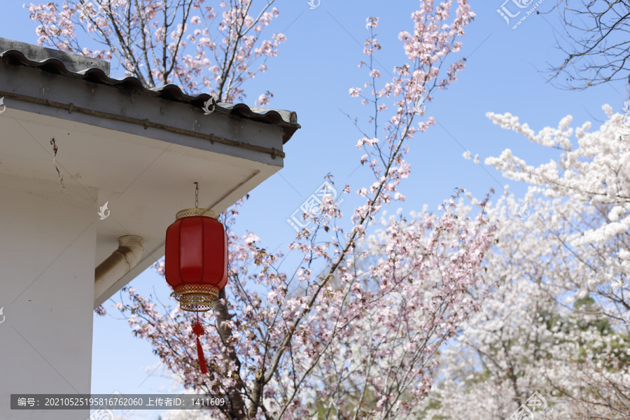 玉渊潭公园樱花节