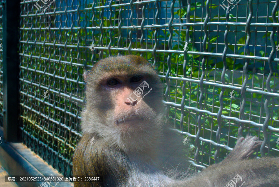 济南动物园的猴子
