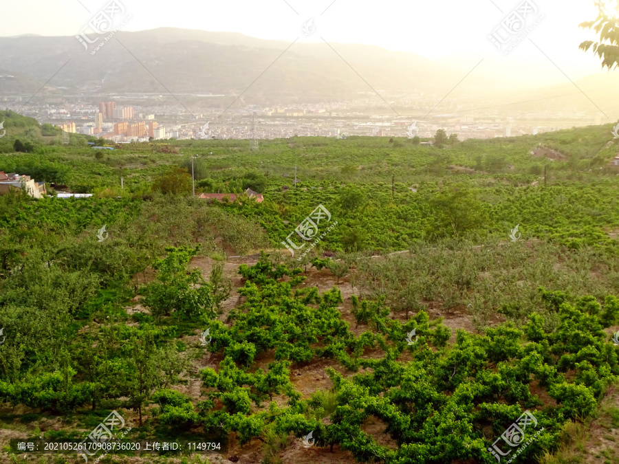 乡村桃树