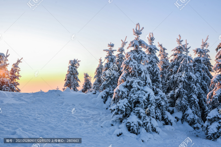 雪松大雪积雪