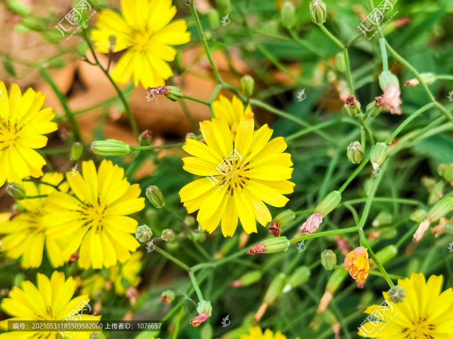 金色菊花