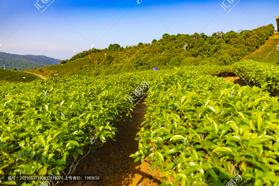 云南普洱茶