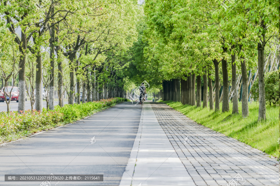 城市人行道与非机动车道绿树成荫