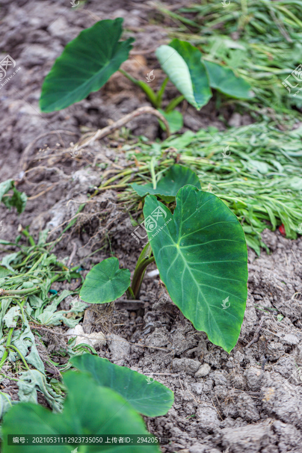 芋头种植