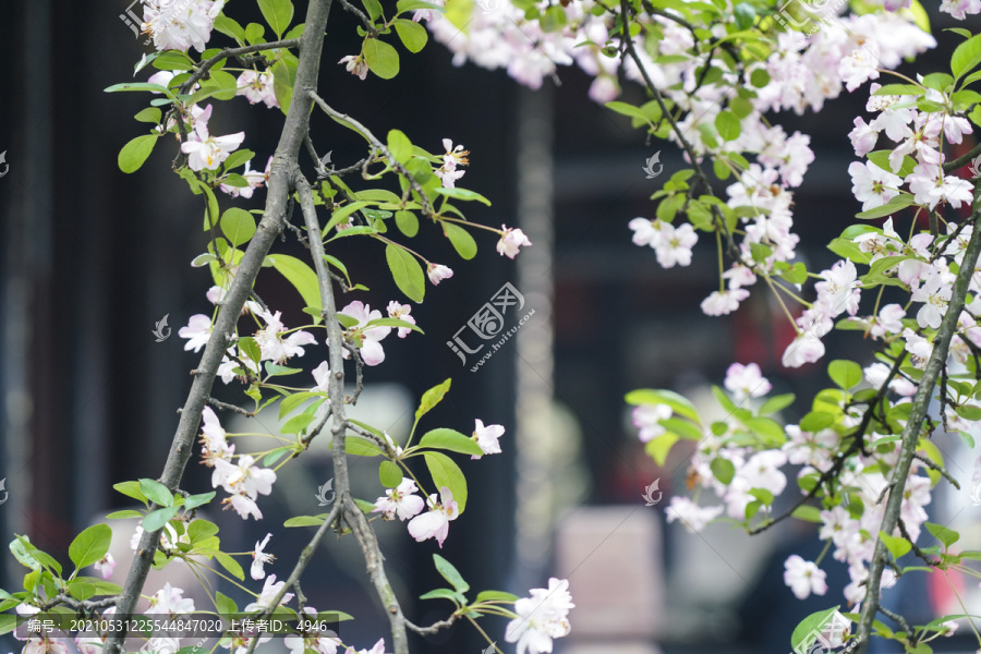 海棠花苞
