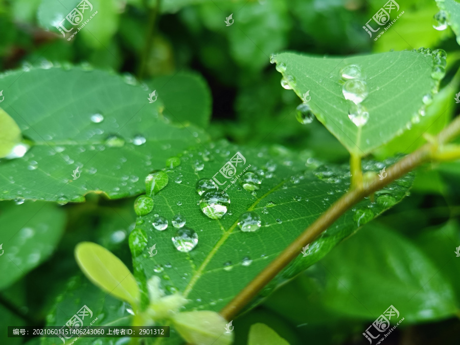 绿叶枝叶雨滴