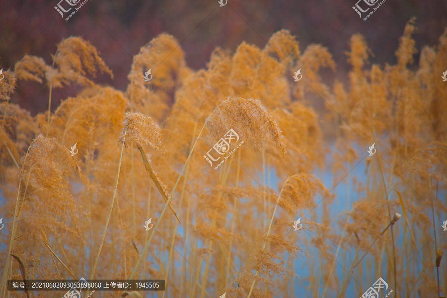 芦苇荡