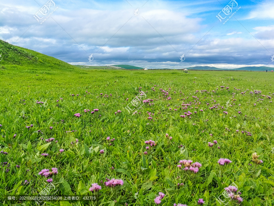 夏季草原牧场草场野花