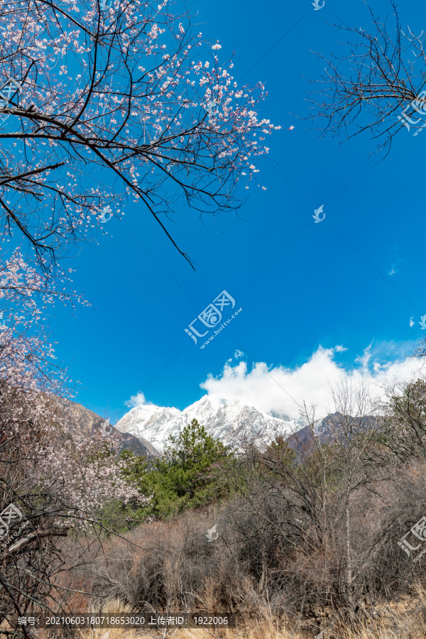 西藏林芝南迦巴瓦峰雪山下的桃花