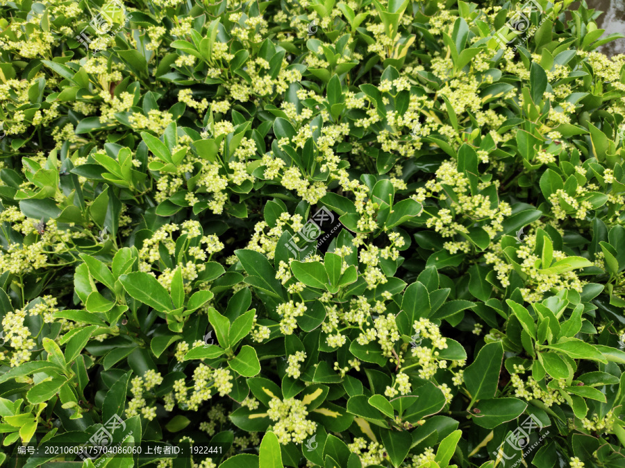 冬青卫矛花儿开