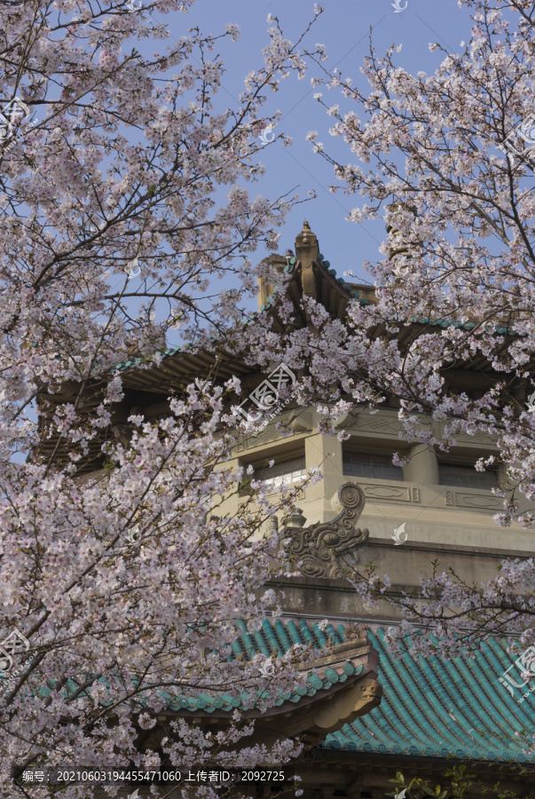 中国湖北武汉武汉大学樱园樱花