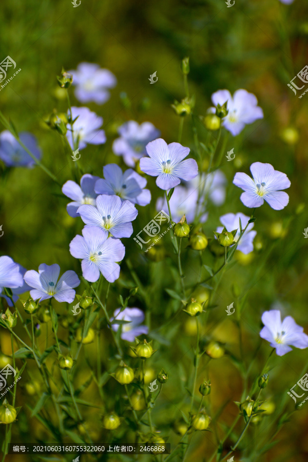 亚麻花